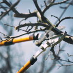 Tree Pruning