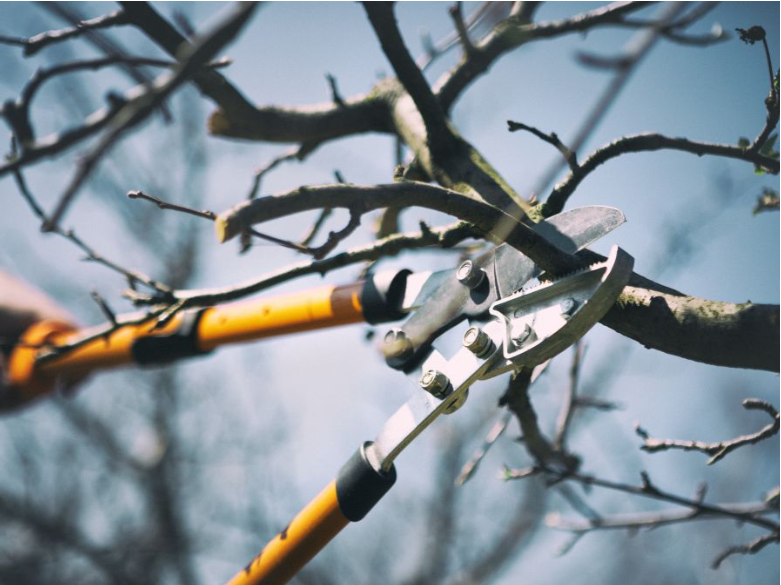 Tree Pruning