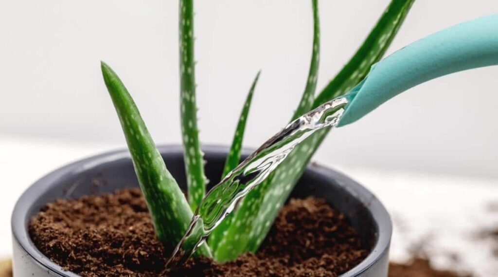 Do You Water Aloe Vera From Top Or Bottom