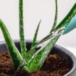 Do You Water Aloe Vera From Top Or Bottom