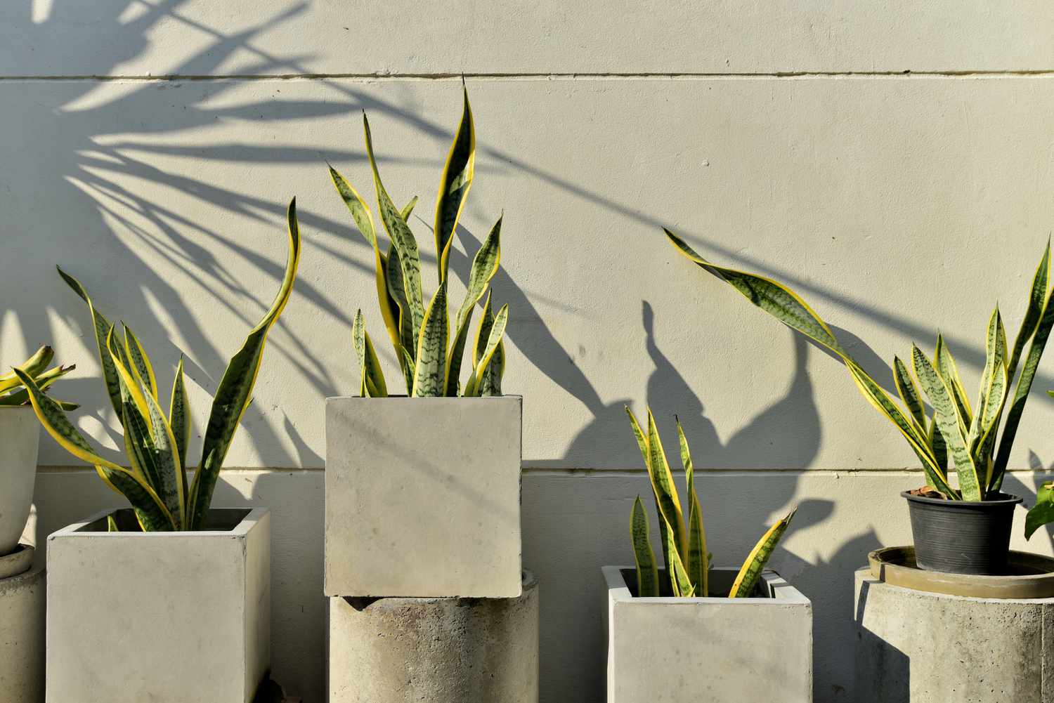 Why Are My Snake Plant Leaves Folding