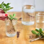 How To Propagate a Jade Plant In Water