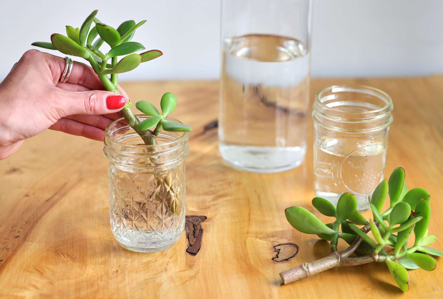 How To Propagate a Jade Plant In Water