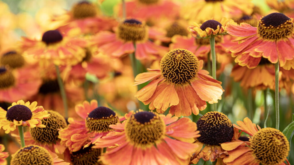 Yellow Flowers That Come Back Every Year