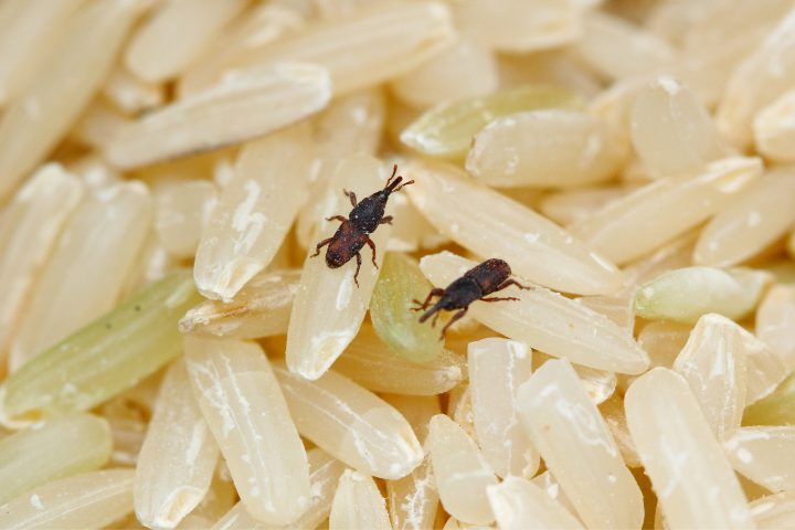 Bugs That Look Like Black Sesame Seeds