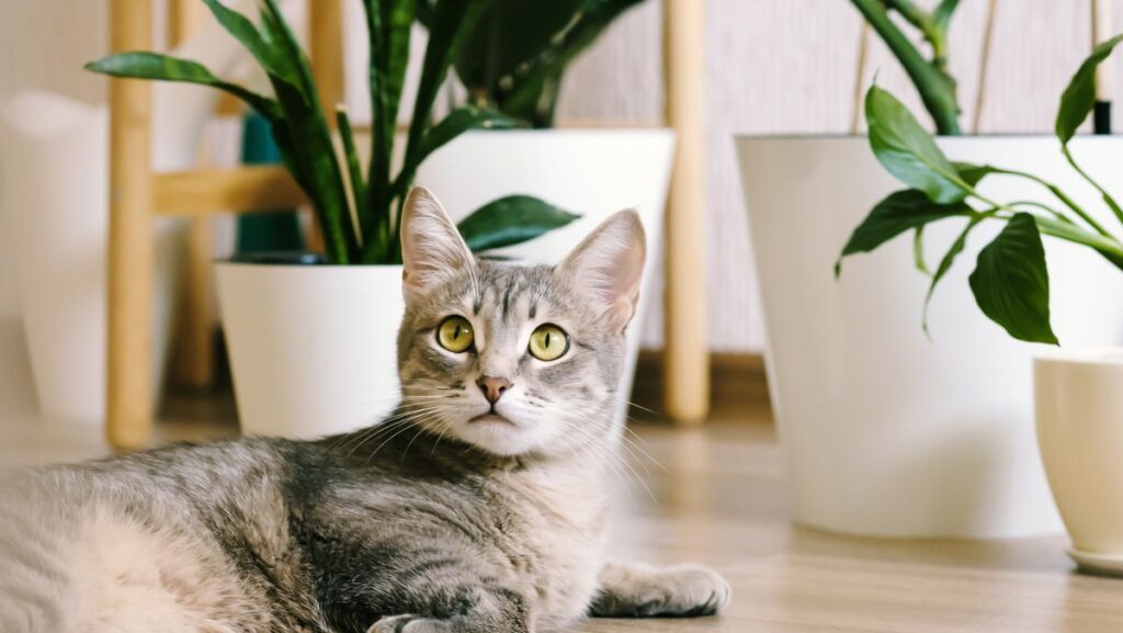 Low Light Indoor Trees Safe For Cats