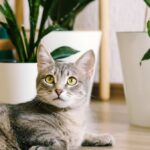 Low Light Indoor Trees Safe For Cats