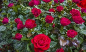 When Is The Best Time To Plant Roses In Texas