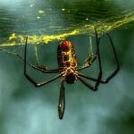 What Does It Mean When a Spider Falls On You