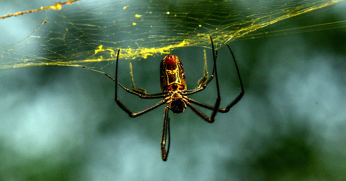 What Does It Mean When a Spider Falls On You