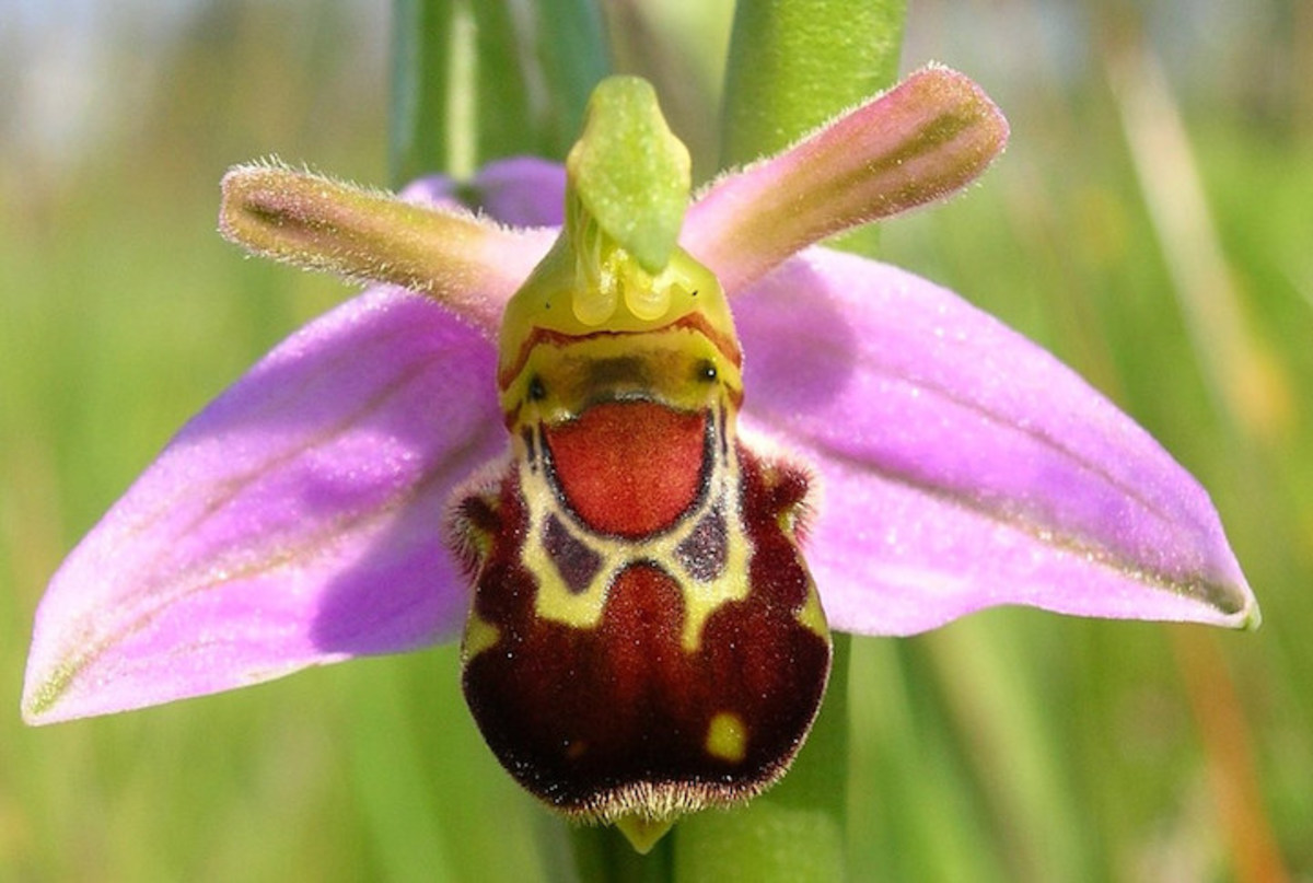 Flowers That Look Like Orchids But Aren t