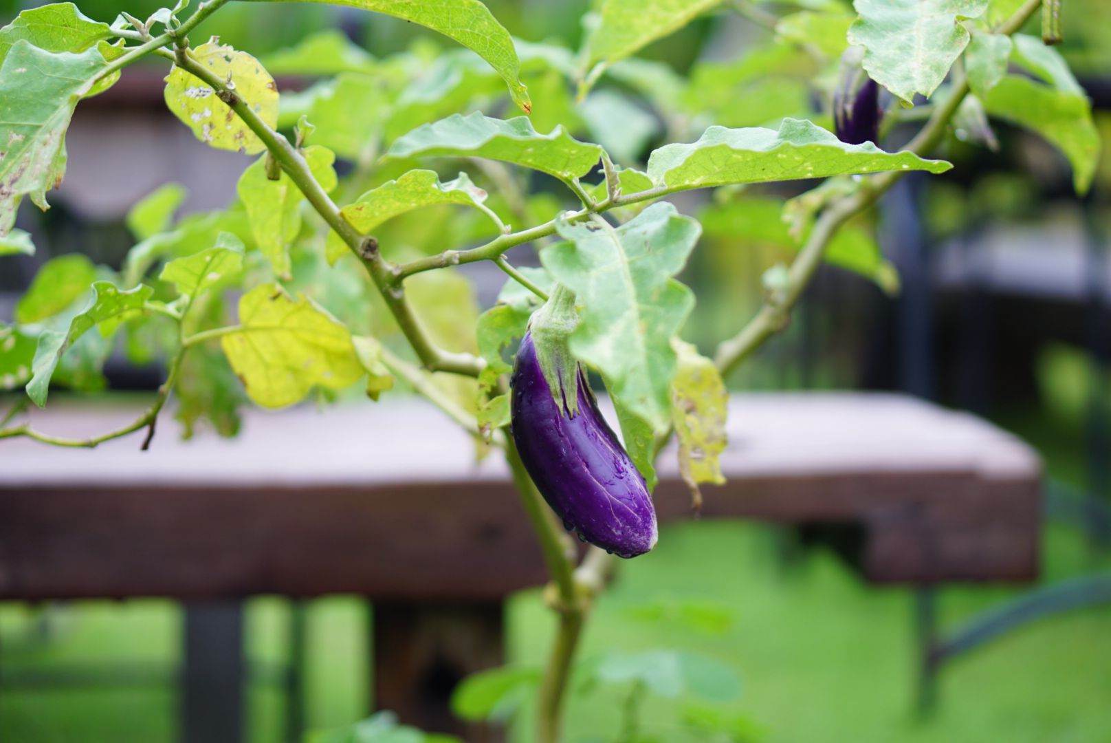 Can i Plant Zucchini And Eggplant Together