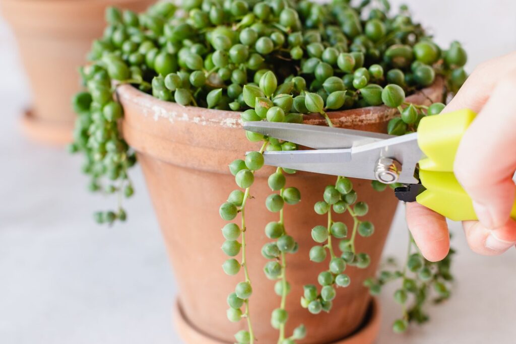 How To Make String Of Pearls Fuller