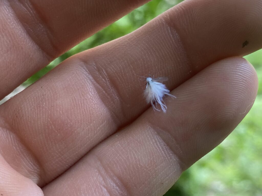 Little White Bugs That Look Like Lint