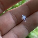 Little White Bugs That Look Like Lint