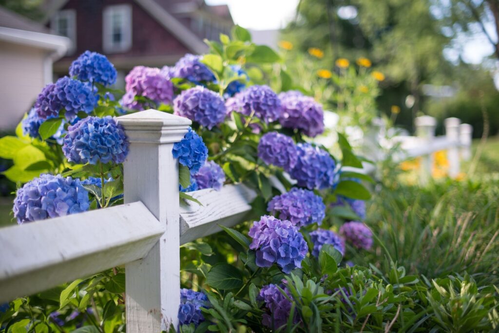 Low-Maintenance Plants For Fence Line
