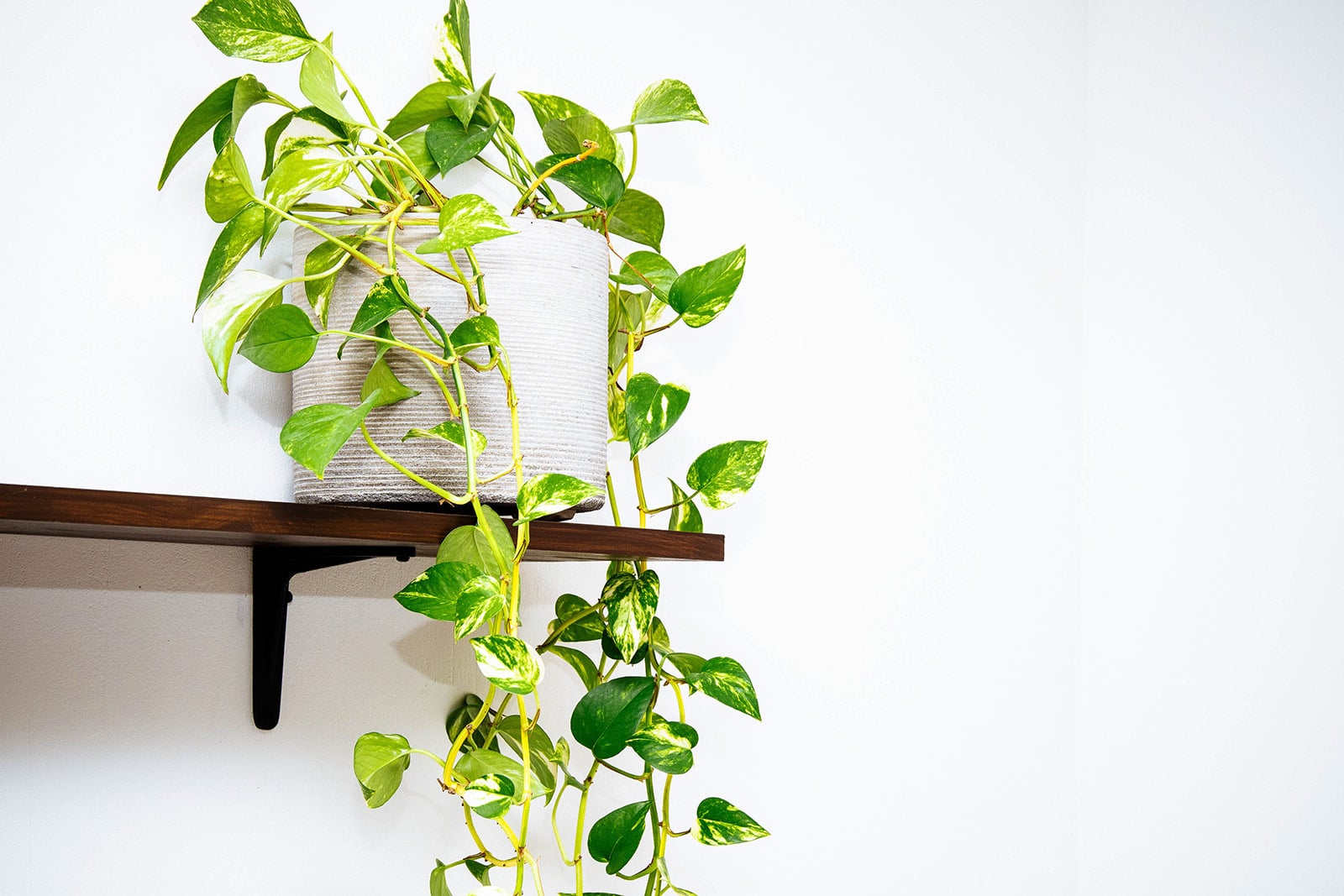 How Long Do Pothos Take To Grow