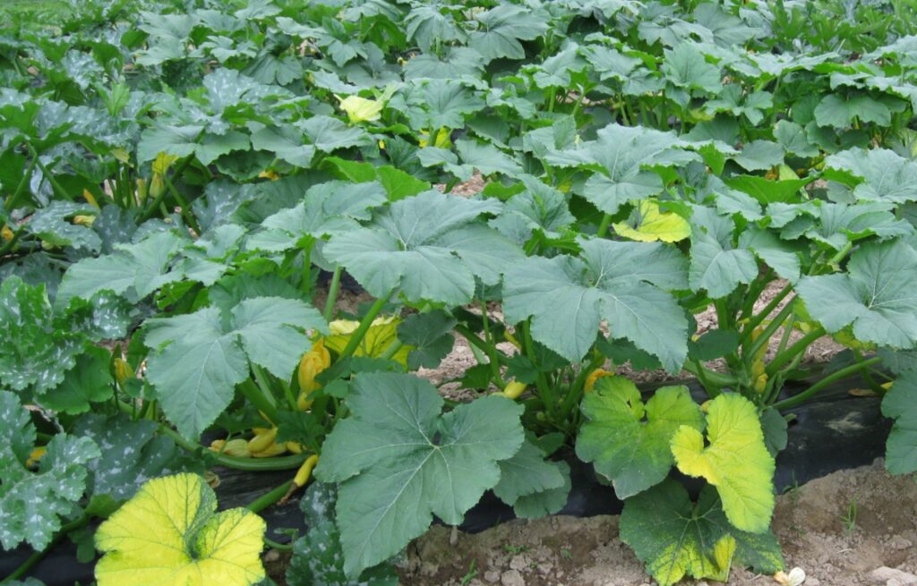 What Does a Pumpkin Leaf Look Like