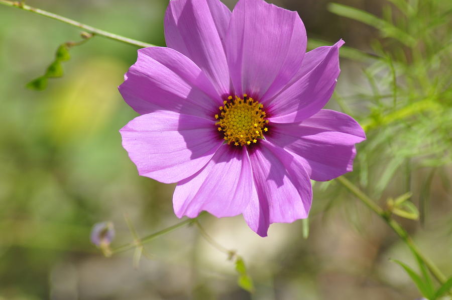 Purple Flower With Yellow In The Middle