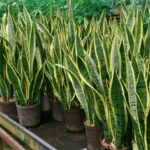 How To Make Snake Plant Grow Tall