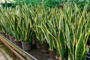 How To Make Snake Plant Grow Tall