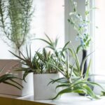 Indoor Plants That Can Withstand Heat And Cold