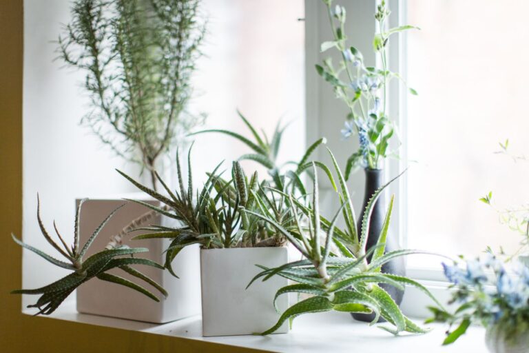 Indoor Plants That Can Withstand Heat And Cold