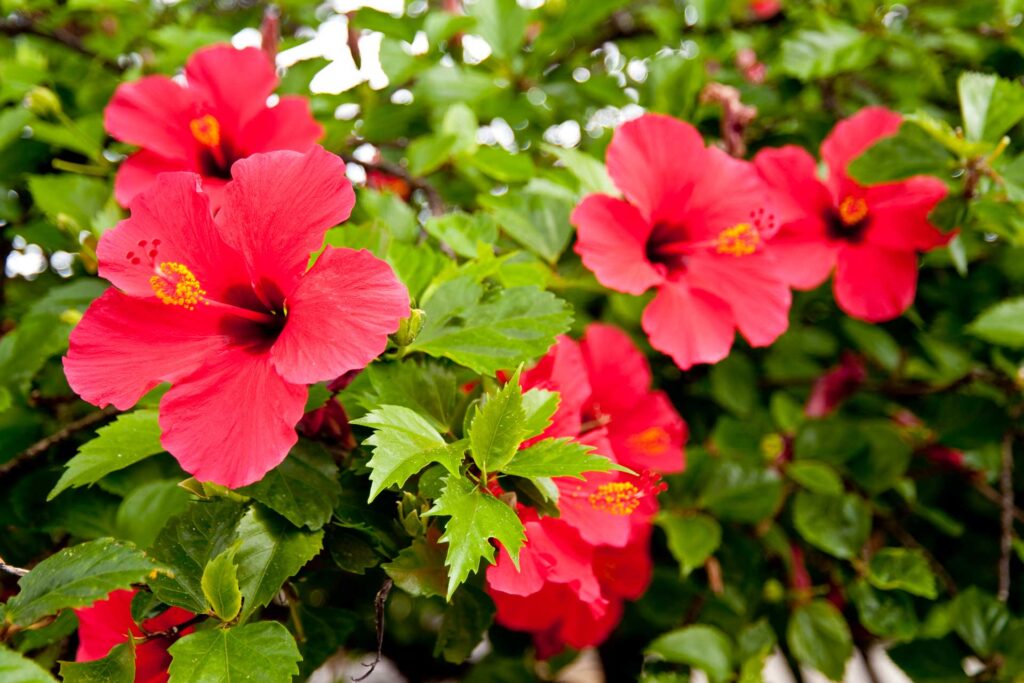 What Is The National Flower Of Puerto Rico