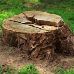 Creative Ways To Hide a Tree Stump