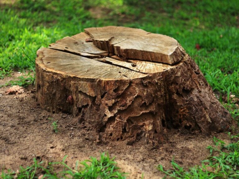 Creative Ways To Hide a Tree Stump