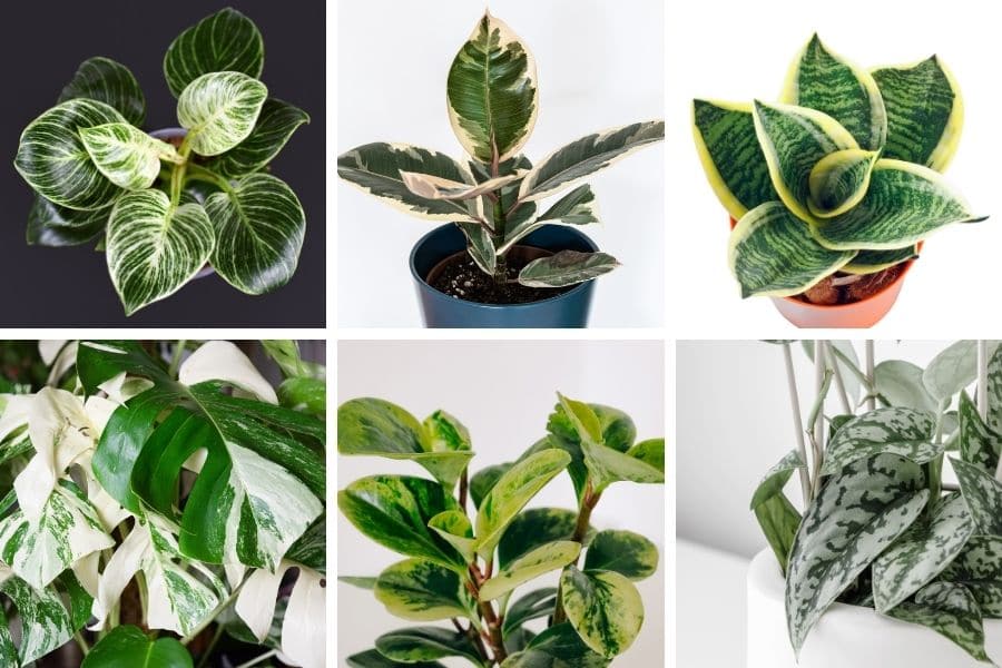 Indoor Plant With Green And White Leaves