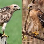 Red-Tailed Hawk VS Red-Shouldered Hawk Call