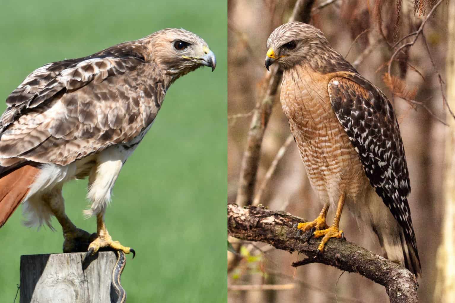 Red-Tailed Hawk VS Red-Shouldered Hawk Call